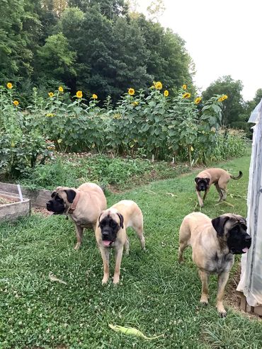 Growing sunflowers and mastiffs in Camo Country!