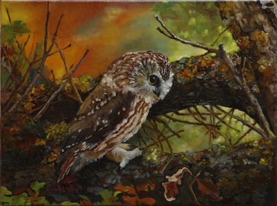 Saw Whet Owl Oil Painting