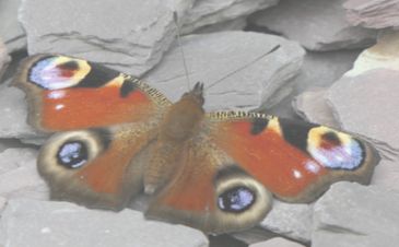 To find out more about the Gainsborough Camera Club contact Tim Smith 01427 615420.