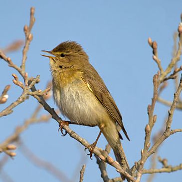 A Willow Warbler was one of the 19 species of birds spotted on the Dawn Chorus walk at Gainsborough.