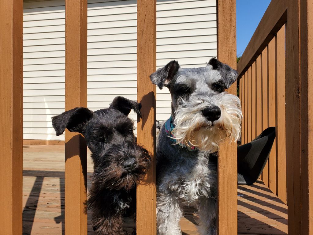 This is Arlo - 4 months old - from Kewely's first litter. He went to llve with his half sister Chloe