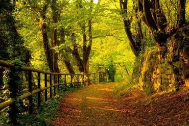 Las bukowy la Fageda d’en Jordà