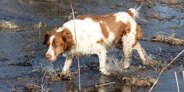 Brown and white dog walking through water.