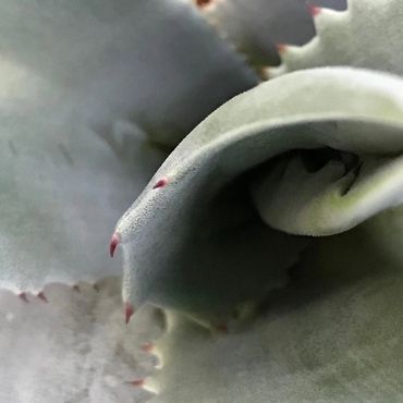 Agave, native plants