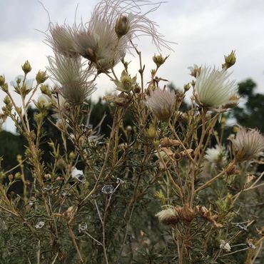 Apache plume, desert plants, native plants