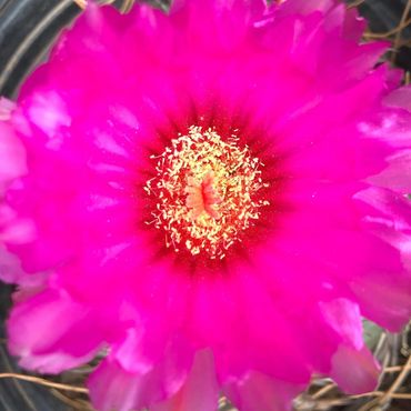Cactus in bloom
