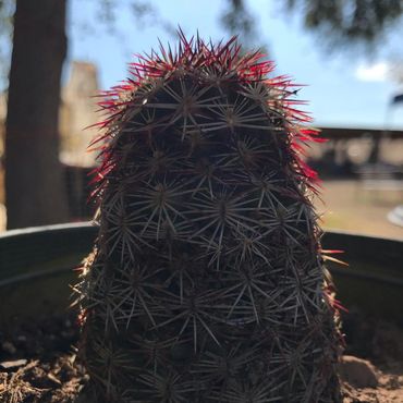 Texas Rainbow cactus, hedgehog cactus, small barrel cactus