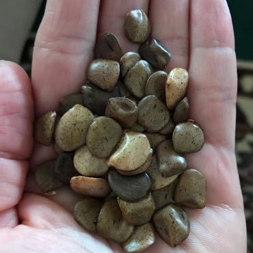 Desert Bird of Paradise seeds