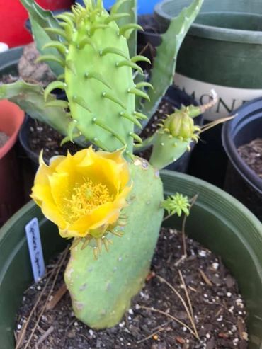 Spineless cactus, cactus for sale, opuntia