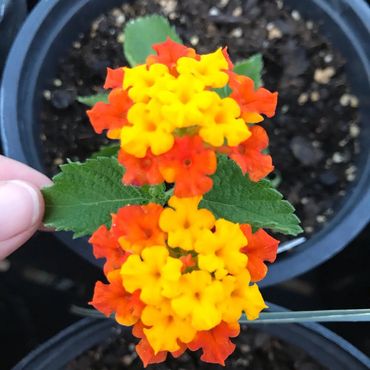 Lantana