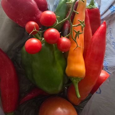 Cherry tomatoes and sweet peppers