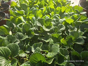 Strawberry Plants