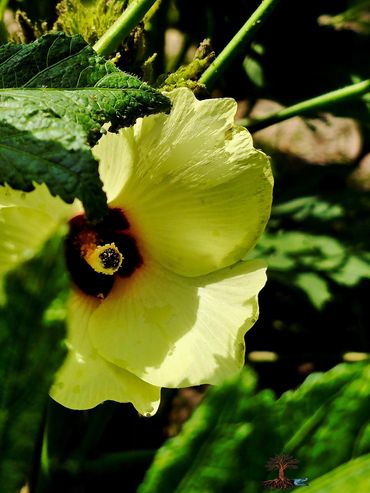 'Jambalaya' okra bloom