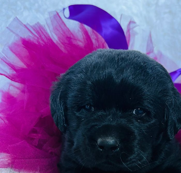 We have two beautiful girls left. Skip on over to https://my.gooddog.com/twisted-wire-ranch-retrieve