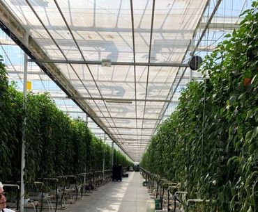 architectural design, greenhouse design, agricultural buildings, food production, cannabis hemp