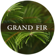 Grand Fir