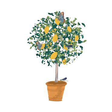 Surface pattern design, dolce Vita, pattern, Butterflies sustainable, lemon tree, licensing