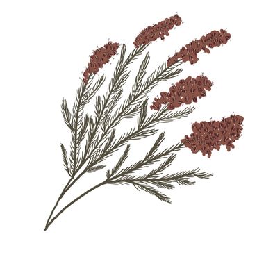 Surface pattern design, highland retreat, pattern, thistle, sustainable, licensing, flora, fauna,