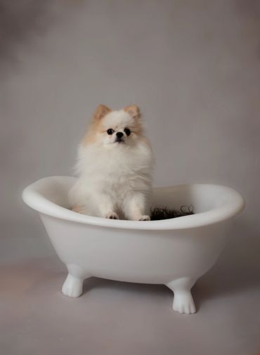 pet photos warrenton mo photographer dog photographer