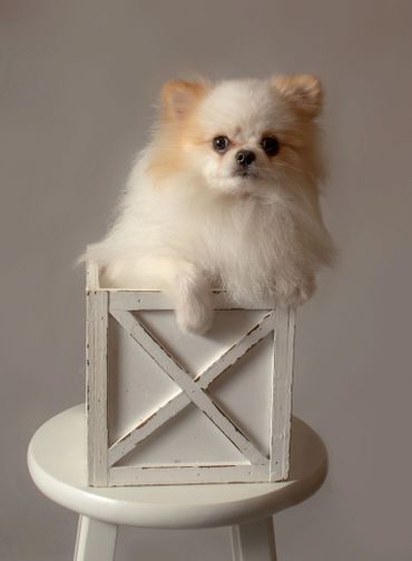 pet photos warrenton mo photographer dog photographer