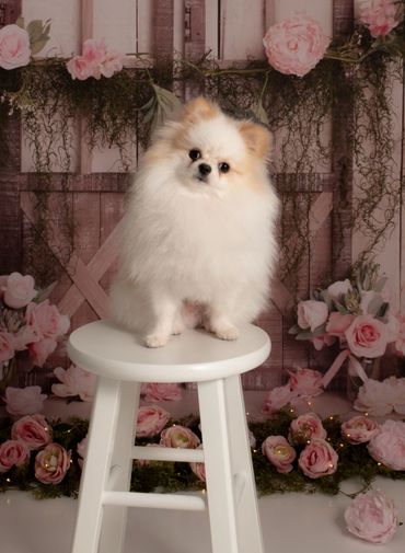 pet photos warrenton mo photographer dog photographer