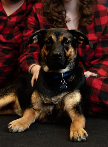 pet photos warrenton mo photographer dog photographer