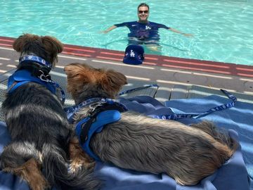Two cute Yorkies watching their owner swim in his swimming pool