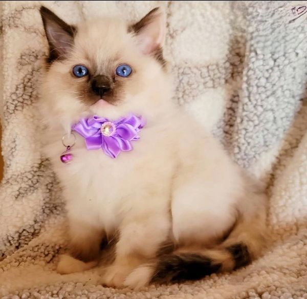 Future Queen seal mitted tortie
