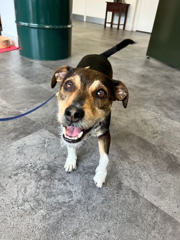 Dog in Dog friendly coffee shop