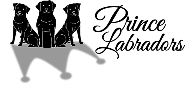 Prince Labradors