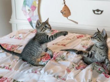 Cat Visits