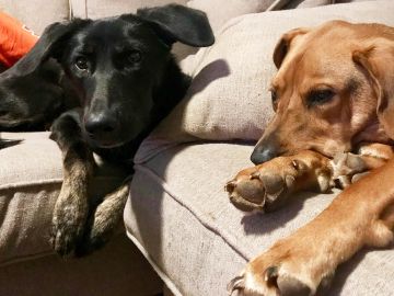 Overnight Dog Sitting