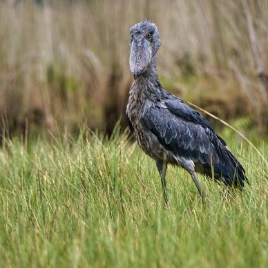 The infamous and rarely seen Shoebill, Uganda