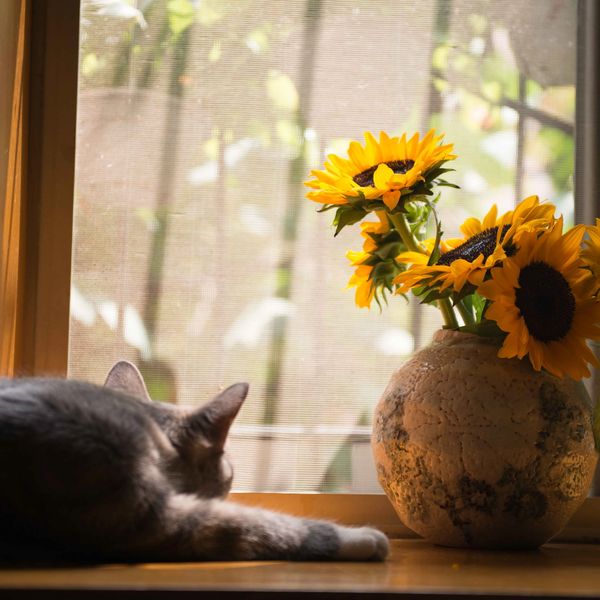 cat laying next to sunflowers by window.