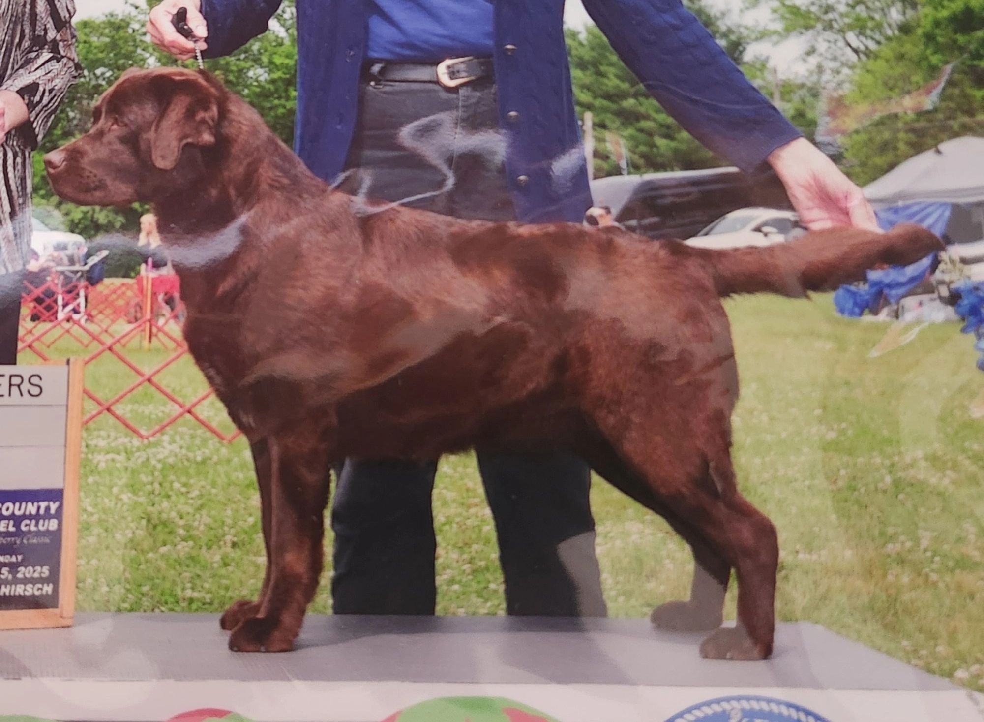 Chocolate Labrador standing proudly at a dog show.