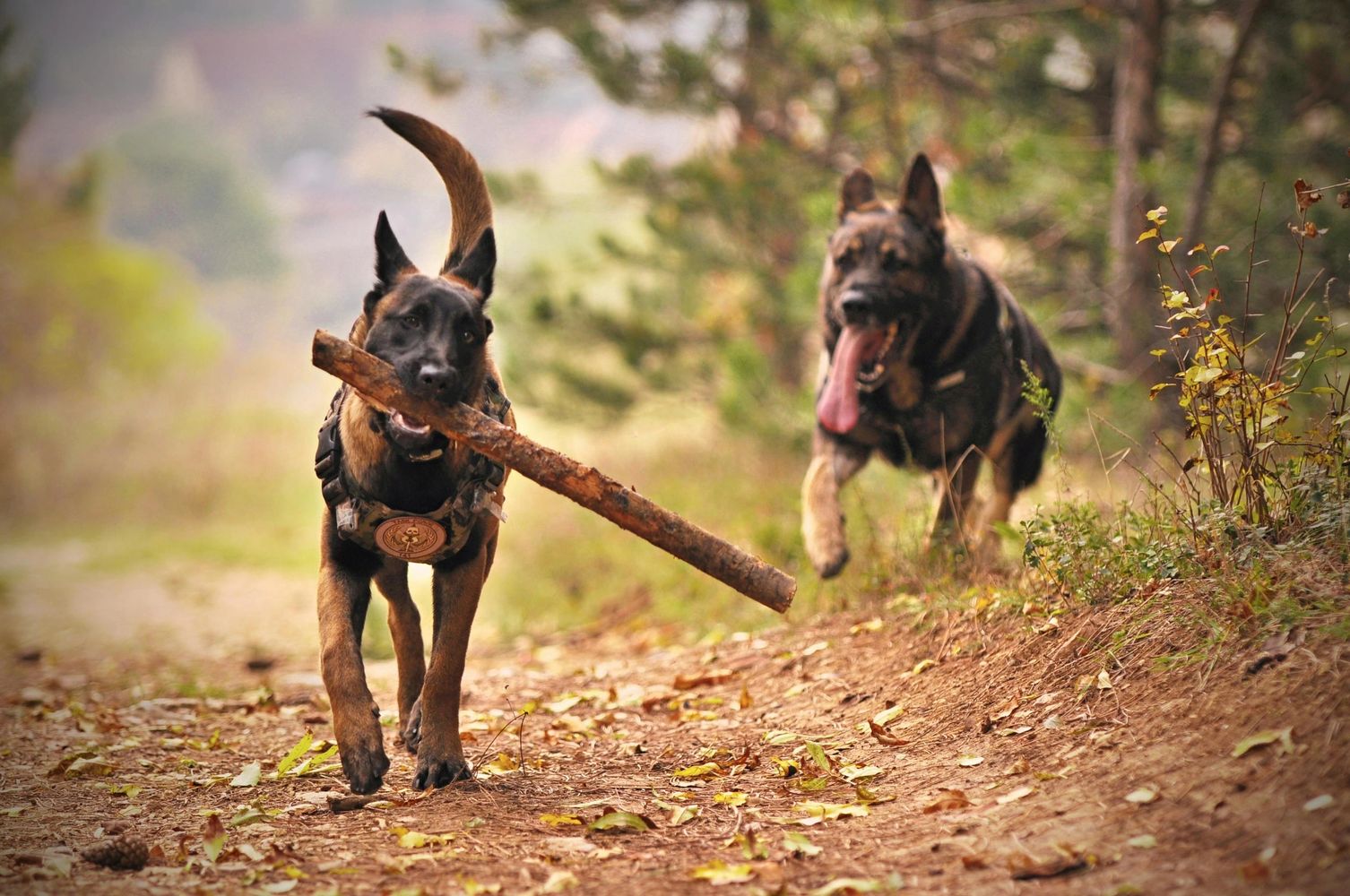 Two German Shepherd dogs playing outdoors, one carrying a large stick.
