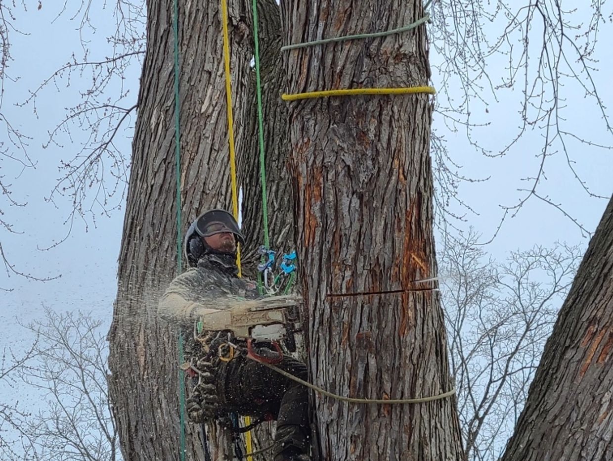 Owner/Arborist Mitch Hoy skillfully uses multiple rigging systems to lower a piece of Silver Maple w