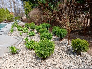 Shrub & Plant Installs