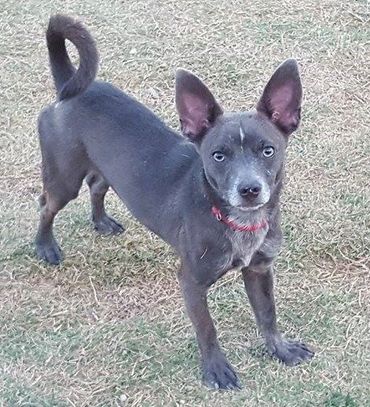 Jaguar (m) is looking for a home