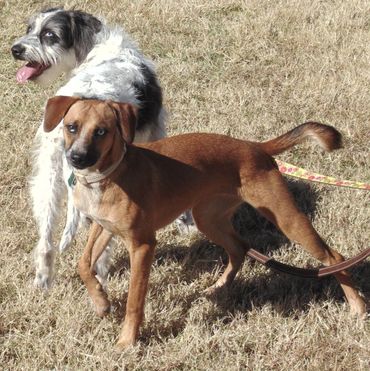 Sundance & Oreo are sisters. They are looking for a home together.