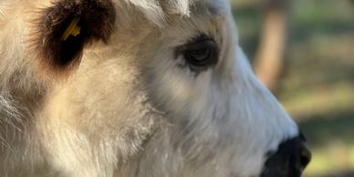 Close-up of a cow's face with soft fur and a yellow ear tag.