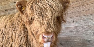 A fluffy highland cow sticking out its tongue in front of a wooden wall.