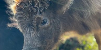 Close-up of a fluffy bison's face with sunlight highlighting its fur.