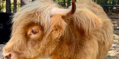 Close-up of a fluffy light brown Highland cow with horns in a farm setting.