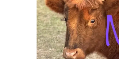 Close-up of a brown cow's face in a grassy field.