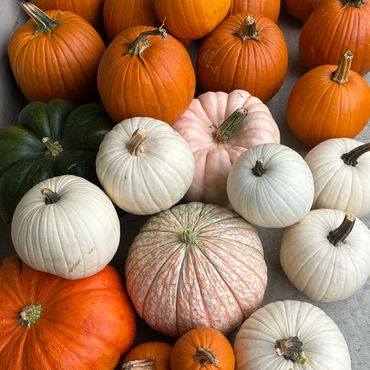 A vibrant assortment of pumpkins in various colors and sizes arranged closely together.