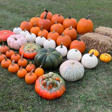 A colorful assortment of pumpkins arranged on grass near hay bales.