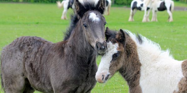 Two young ponies nuzzling on a grassy field.