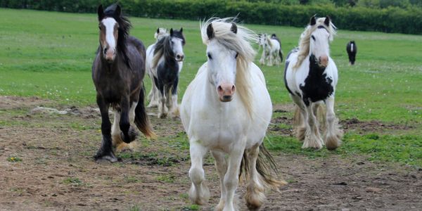 Group of horses running towards the camera on a grassy field.