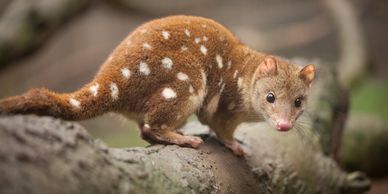 Spotted tail quoll (Tiger quoll)